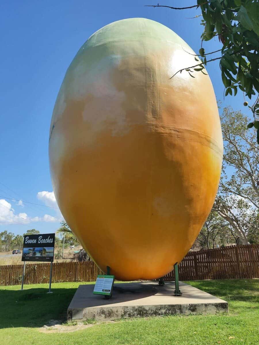 giant mango in bowen