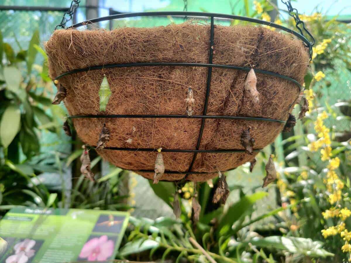 butterfly cocoons on hanging pot