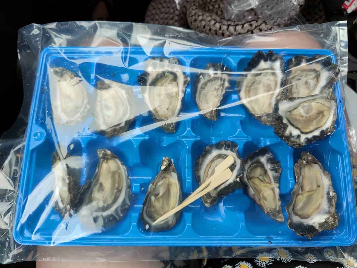 oysters on moreton bay