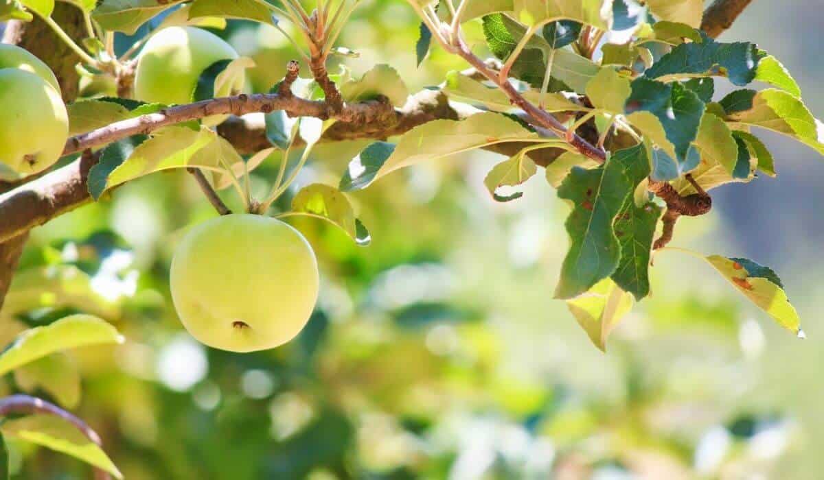 apple orchard in stanthorpe