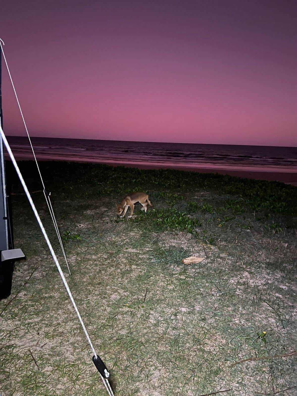 dingo on fraser island