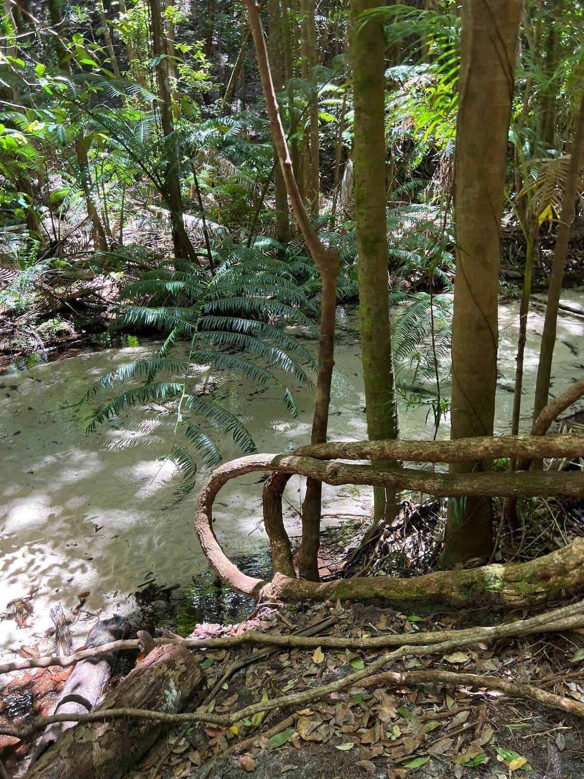 central station rainforest on fraser island