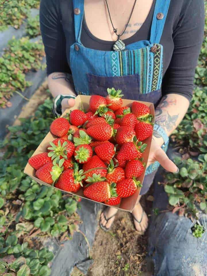 woman holding box of strawberries