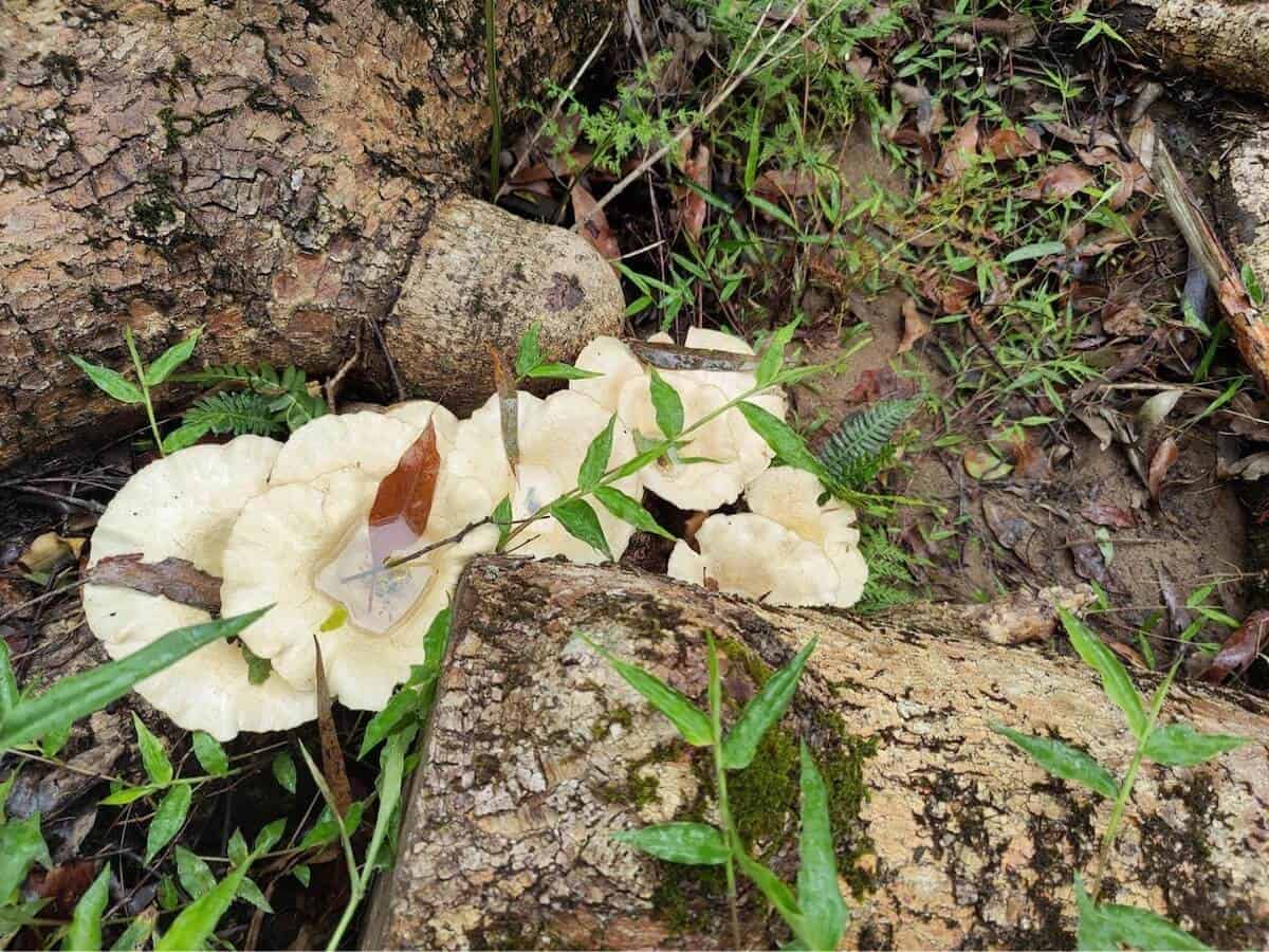 mushrooms in the bush