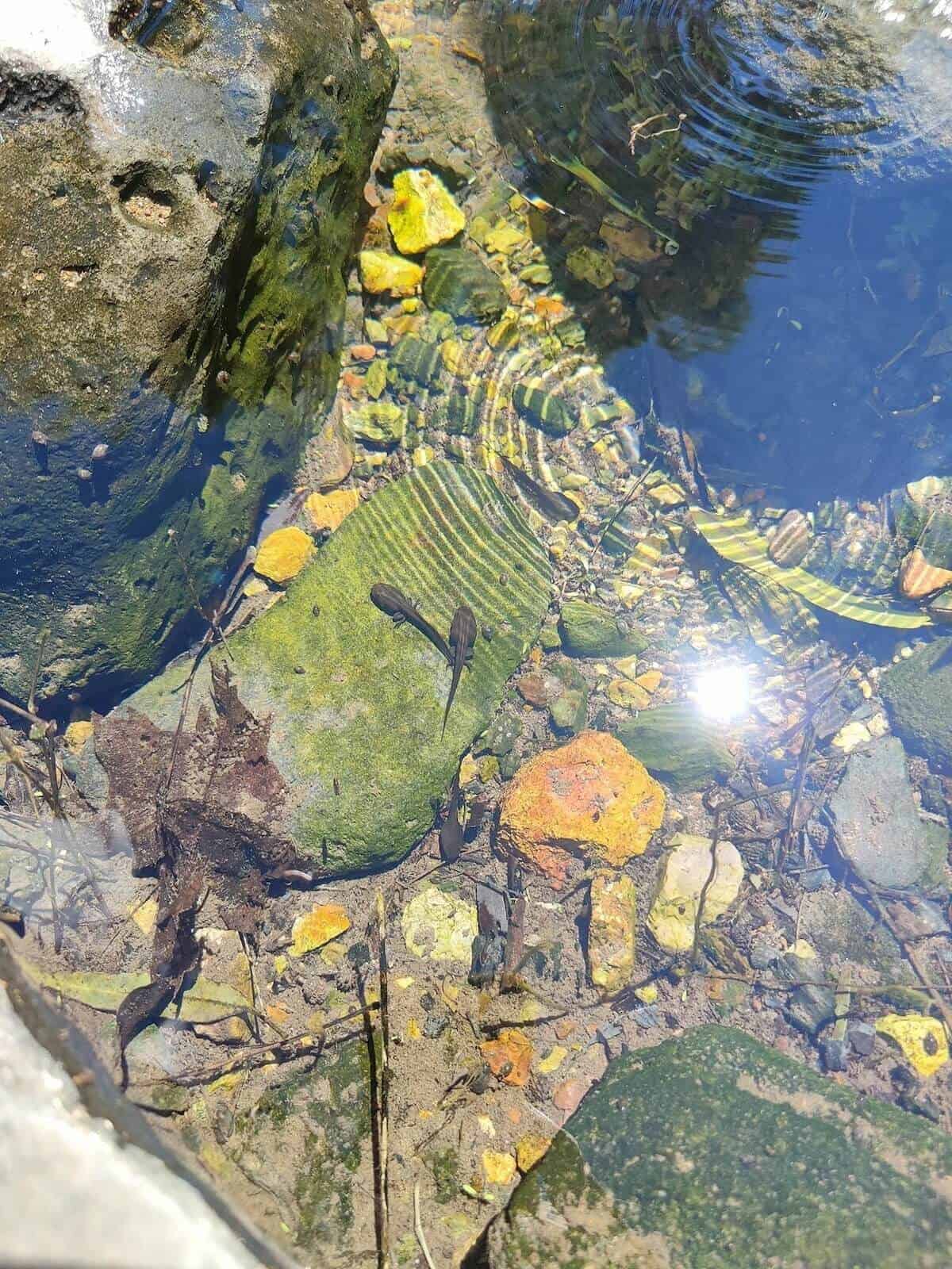 shallow creek with toadfish