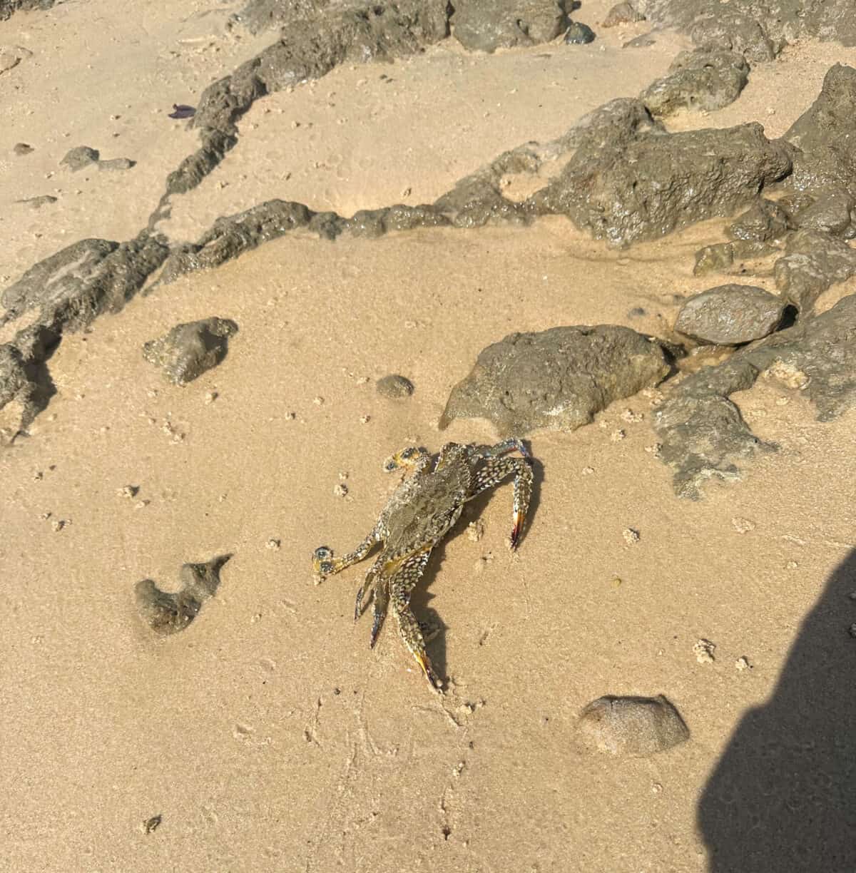 crab at beach 