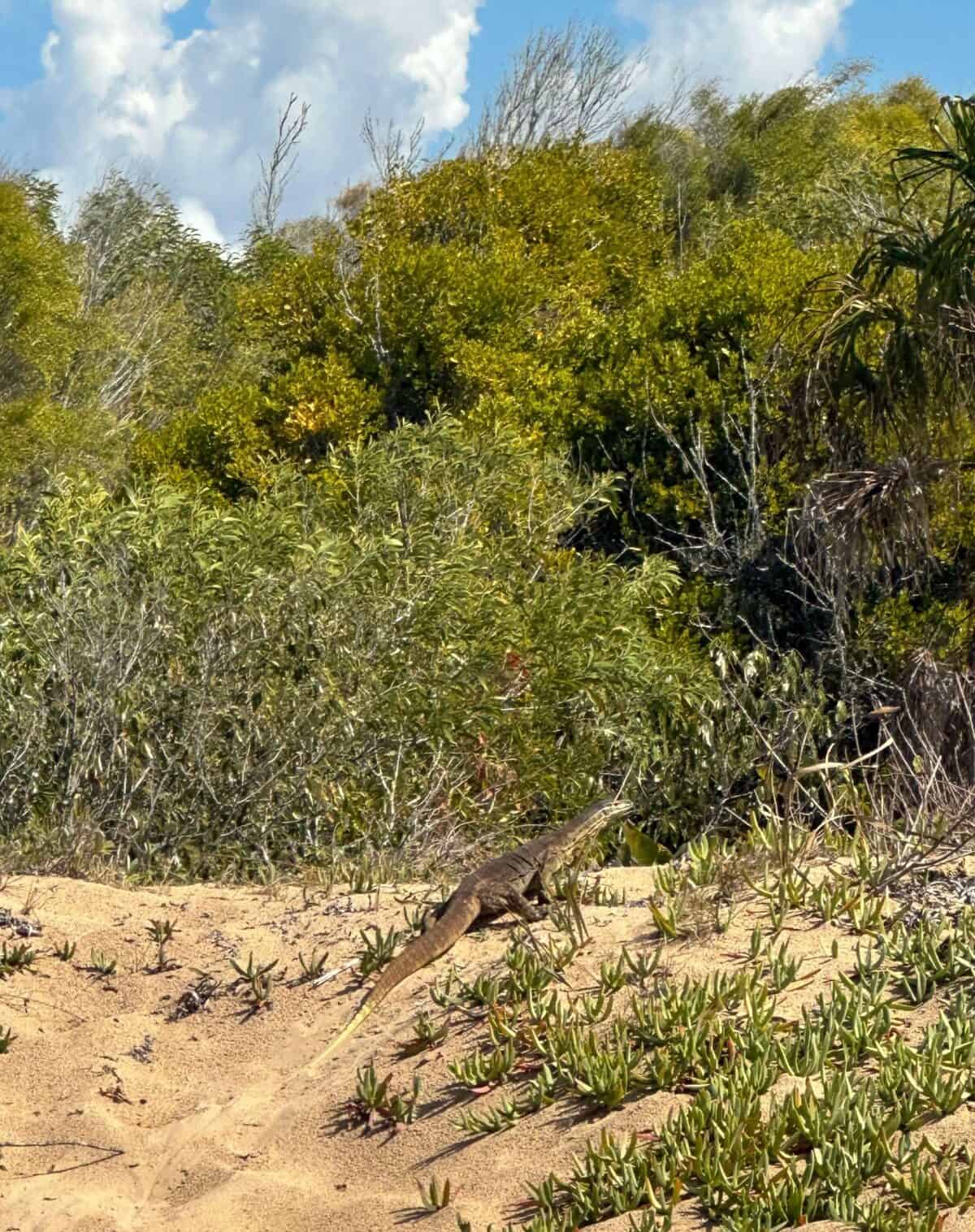 goanna on dunes at Kinkuna National Park 