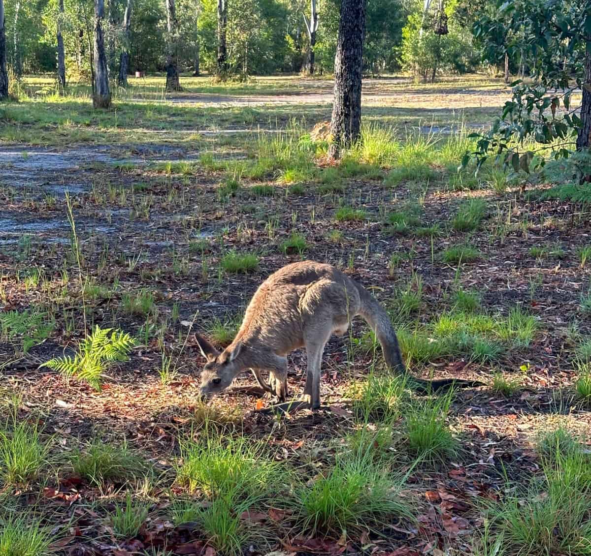 kangaroo at beach camp 