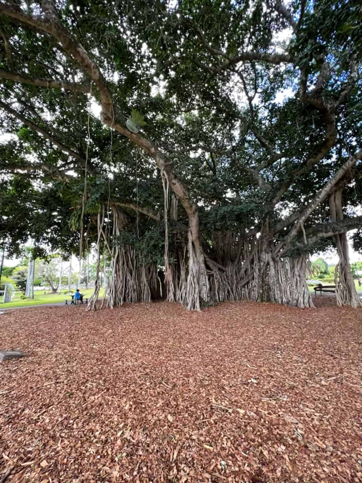 large fig tree at Maryborough queens park 