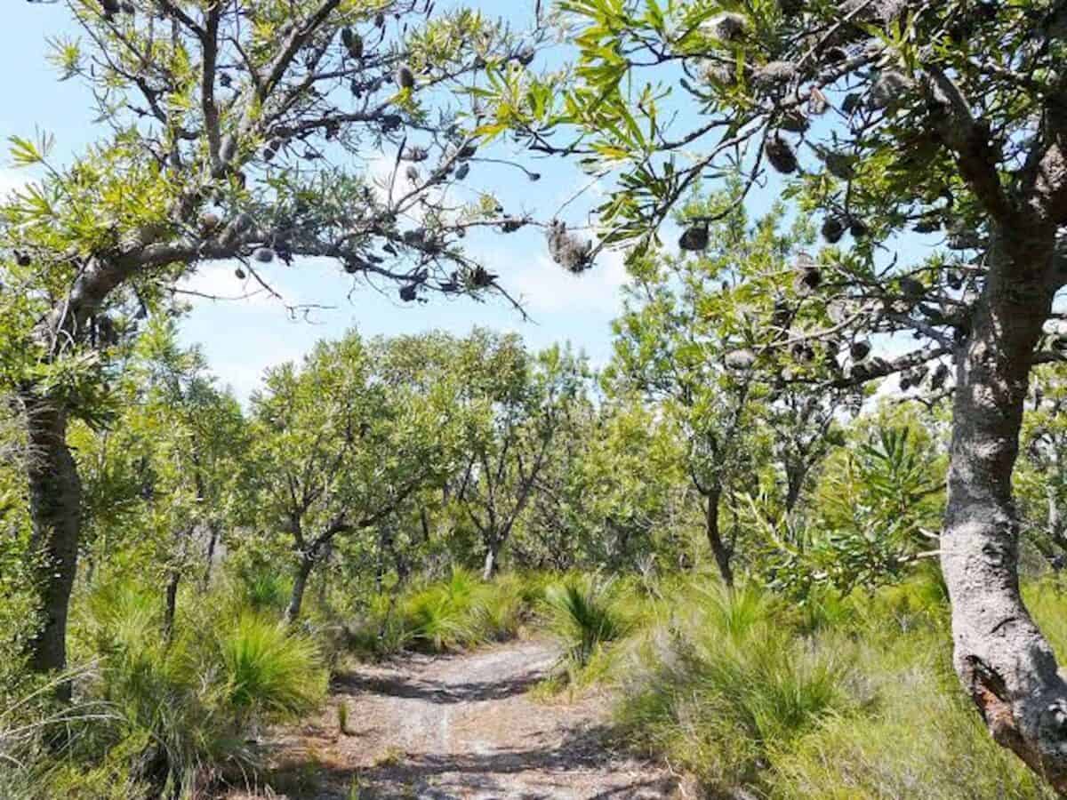 Bush walking at Bribie Island.