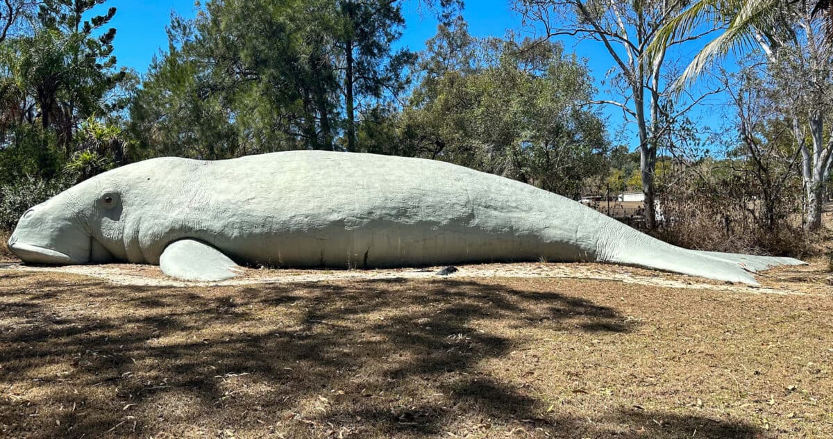 large dugong at Rockhampton.