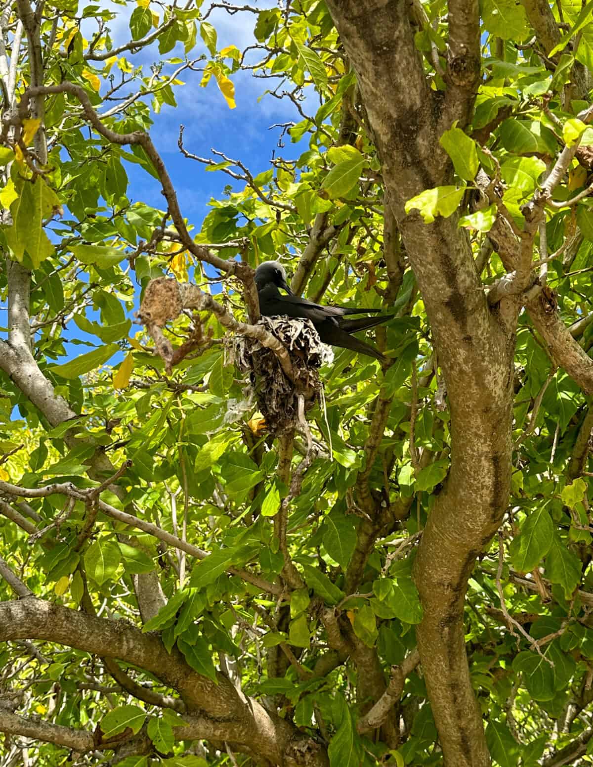 Lady Musgrave Island Birds.