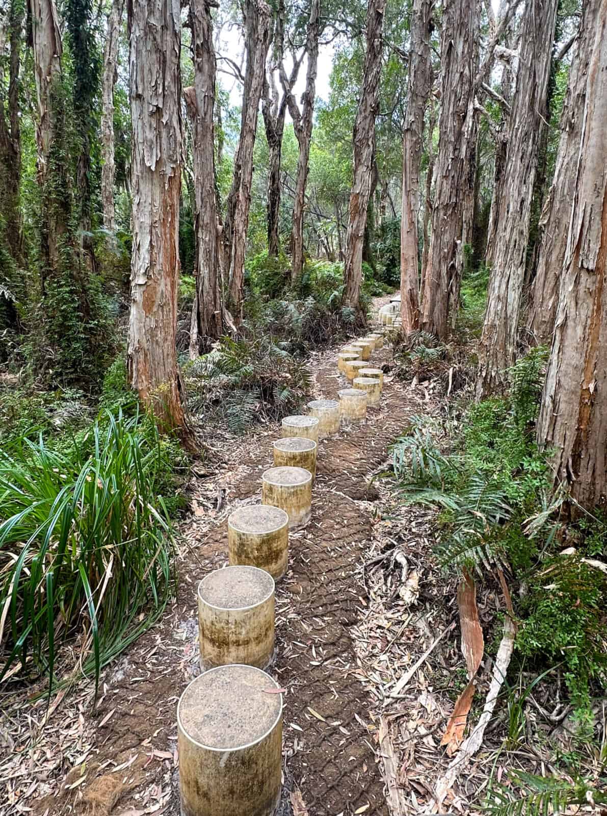 Paperbark Trail Agnes Water.