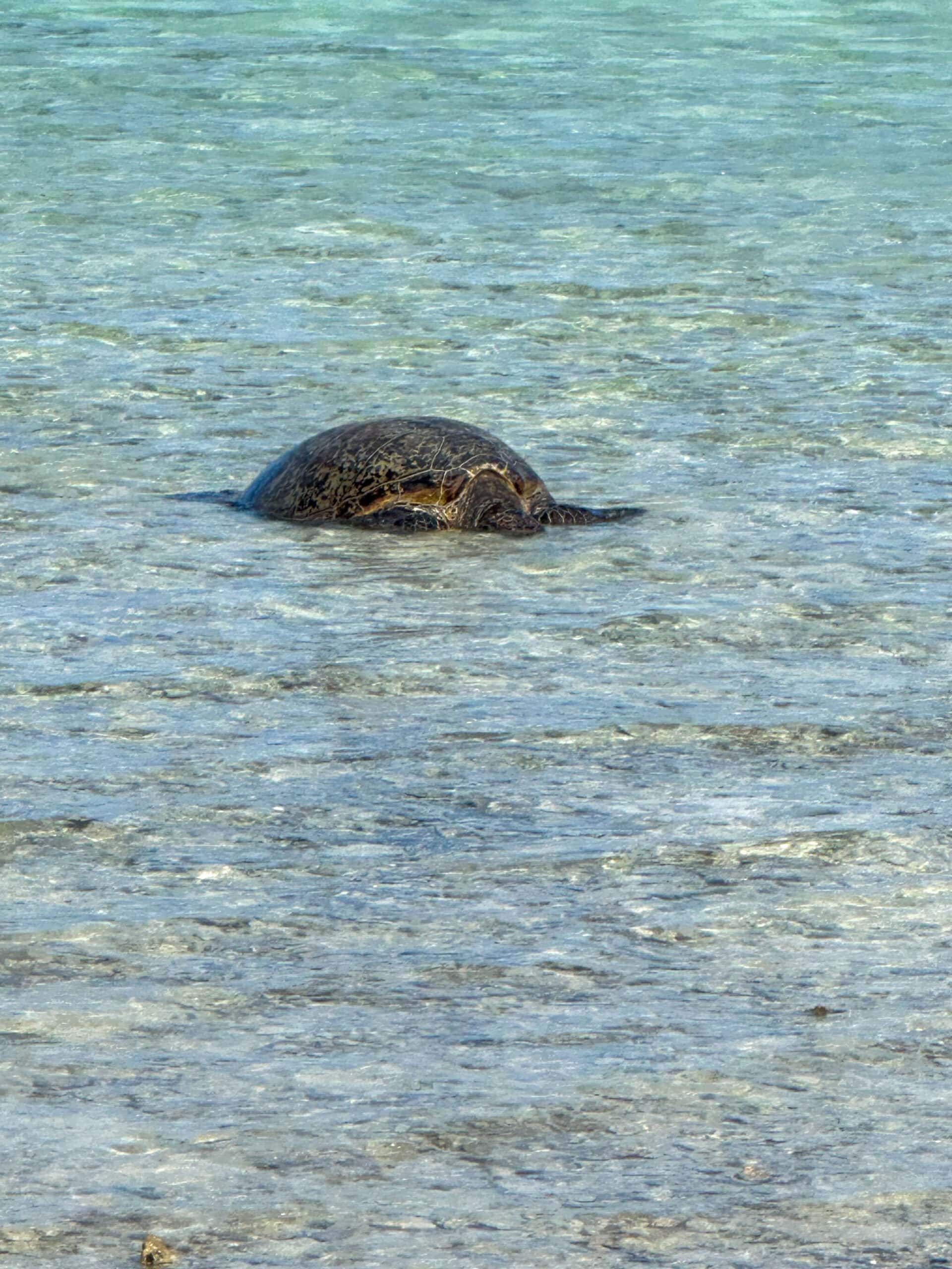 turtle at Lady Musgrave Island.